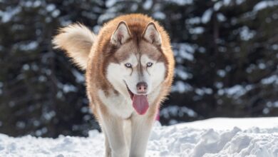 25 adorable things about Huskies
