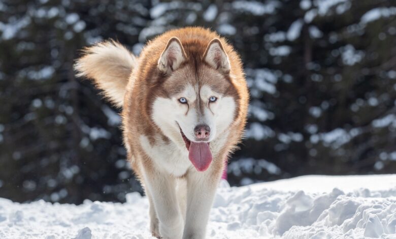 25 adorable things about Huskies