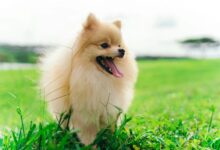 25 adorable things about Pomeranians