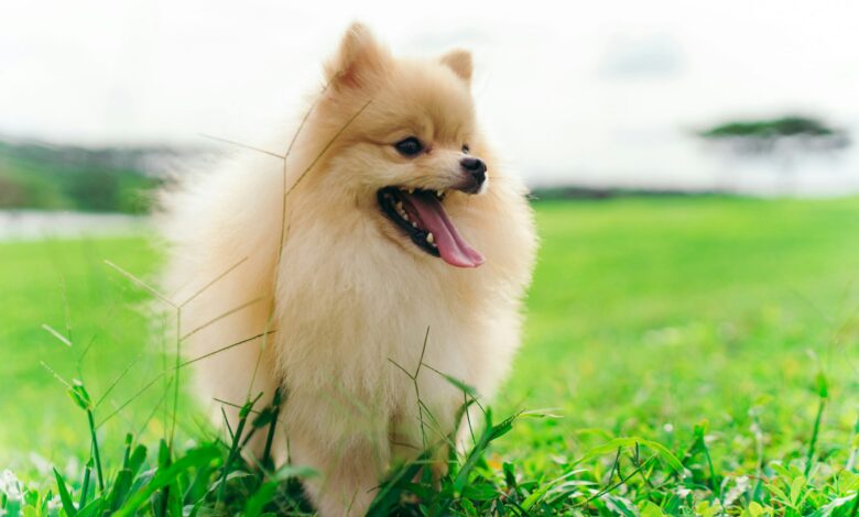 25 adorable things about Pomeranians