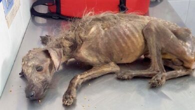 'Hungry' dog dumped on the street, left to die and woman fights against all odds to save it