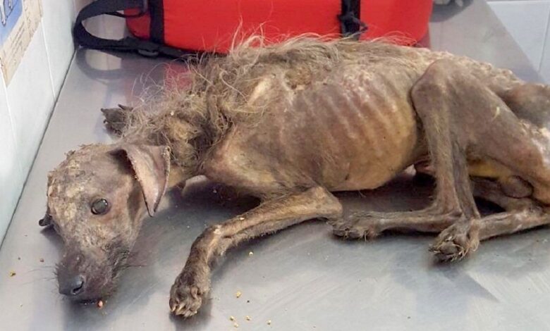 'Hungry' dog dumped on the street, left to die and woman fights against all odds to save it