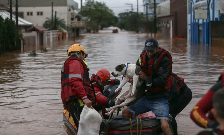 After the floods, Brazil had an increase in homeless pets