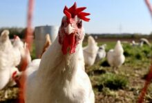 WHO Director: There is no sign of H5N1 bird flu spreading from person to person