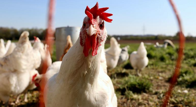 WHO Director: There is no sign of H5N1 bird flu spreading from person to person