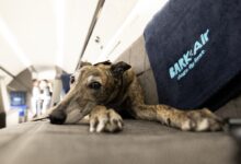 BARK Air, the new airline for dogs, launches its first flight: NPR