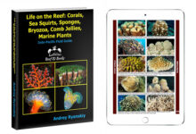 Corals, Sea Squids, Sponges, Bryozoa, Comb Jelly, Marine Plants” by Andrey Ryanskiy