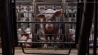 Big restaurant chains lag behind in animal protection, new report finds