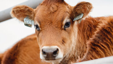 Historic news: UK bans live animal exports in landmark decision