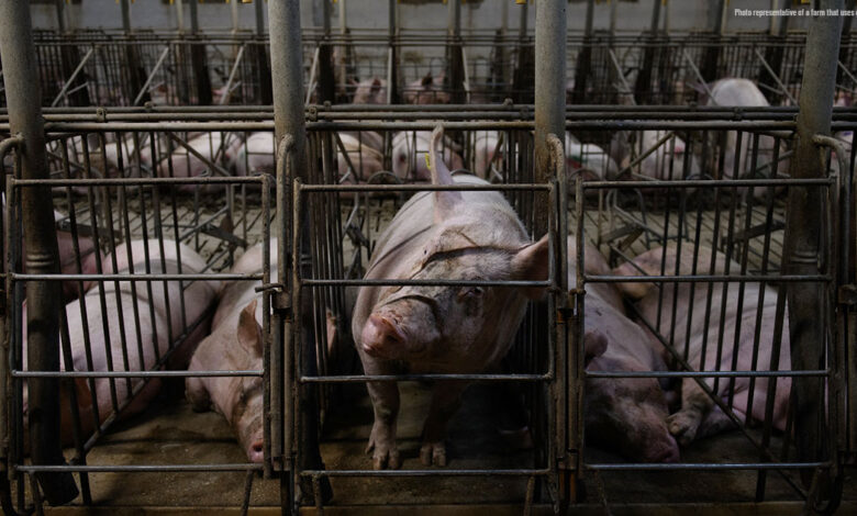 Reuters reported that Denny's faces increasing pressure to eliminate pig housing