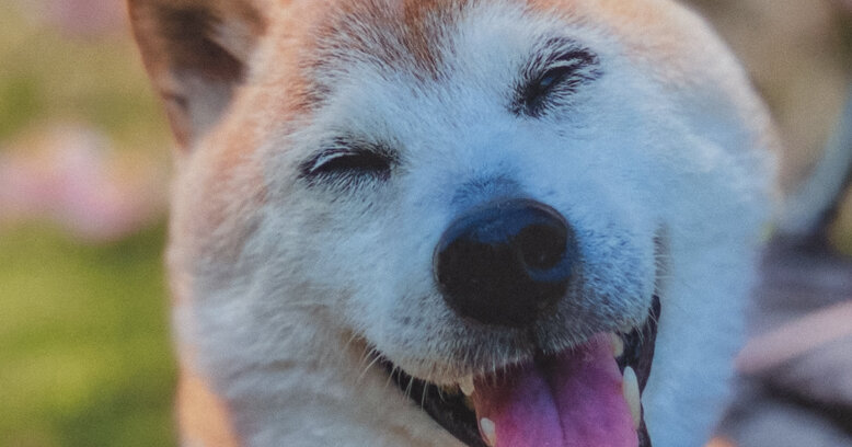 Kabosu, the Shiba Inu dog who helped define the Doge Meme, dies at age 18