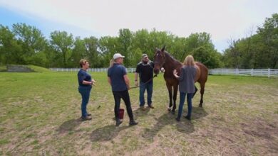 The foundation allocates equine therapists to veterans