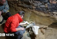 Austrian winemaker found mammoth bones in his wine cellar