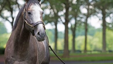 Arrogate's legacy continues with Seize the Gray