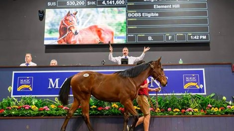 Hill 'n' Dale attacks the Magic Millions weanling discount