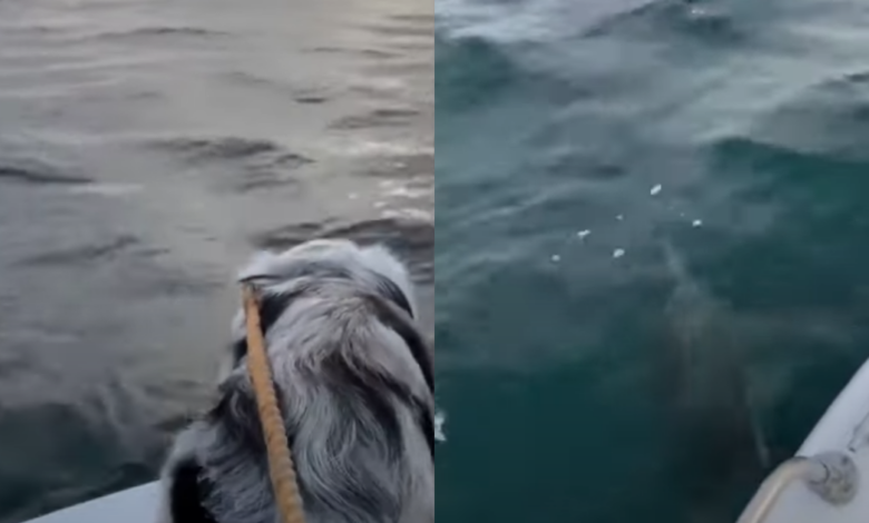 Australian Shepherd marvels at dolphins on the Ventura coast