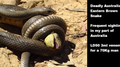Venomous snakes have the ability to migrate en masse in the context of global warming - Are you interested in that?