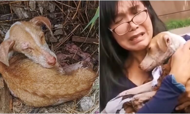 Woman finds hungry dog ​​under billboard, collapses while hugging it