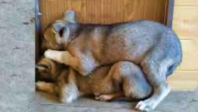 The trembling puppies piled on top of each other and tried to hide