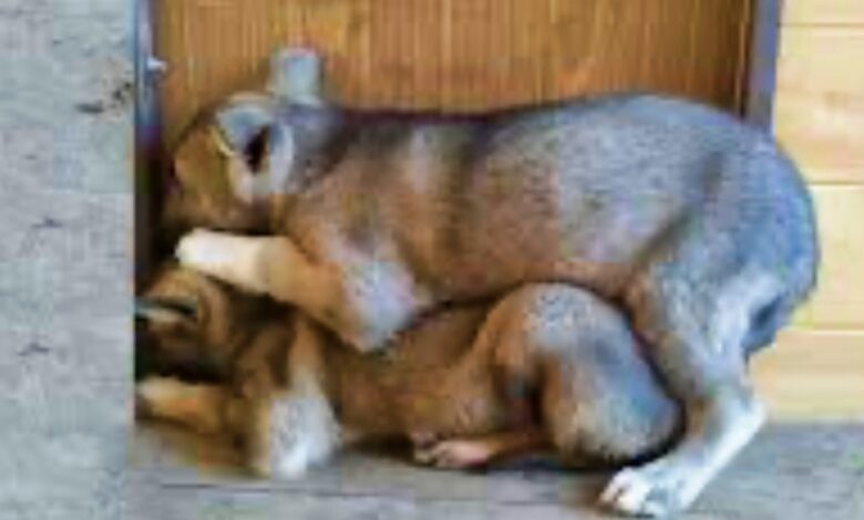 The trembling puppies piled on top of each other and tried to hide