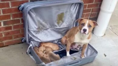 The mother dog and puppies were placed in a zip-lock suitcase and left at the fire station