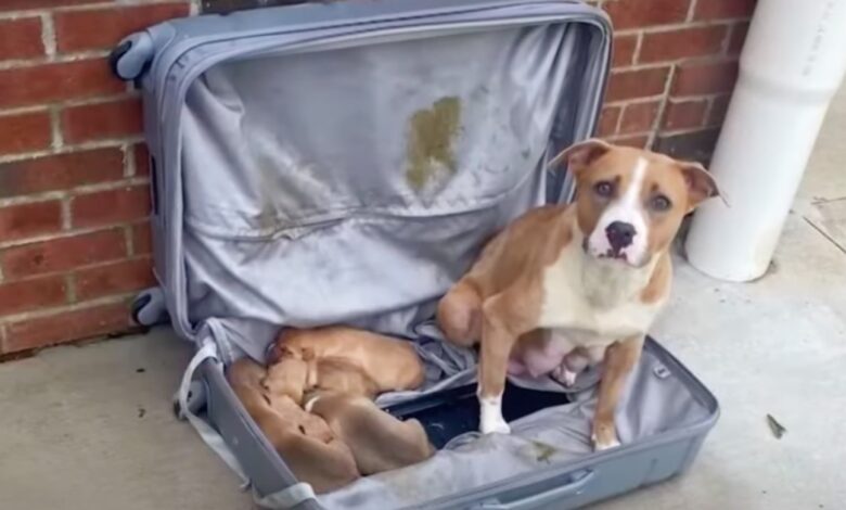 The mother dog and puppies were placed in a zip-lock suitcase and left at the fire station