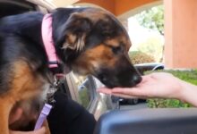Adoptable Shelter Dog Chooses Love Over Puppuccino