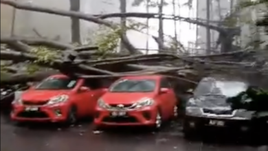 Another tree falls along Jalan Pinang, hits parked cars – road closed, Special Perils insurance recommended