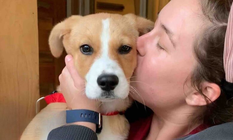 Tearful shelter puppy has found a loving forever home