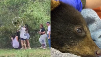 Update on orphaned bear cub rescued in viral video incident