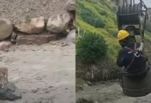 Dog stuck in 'raging' river until heroic construction workers took action