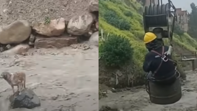 Dog stuck in 'raging' river until heroic construction workers took action