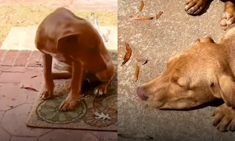 A stray dog ​​falls asleep outside a stranger's door until someone opens the door