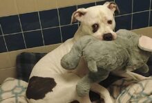 A petrified puppy clutches a stuffed elephant for comfort while 'waiting' to be euthanized
