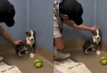 The stray dog ​​confessed his love for the first time and finally saw his rescuer