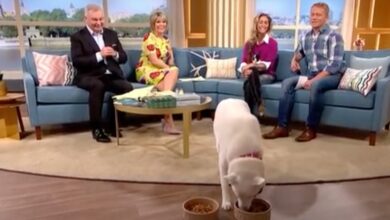 'Vegetarian dog' chooses between meat and vegetables on live TV