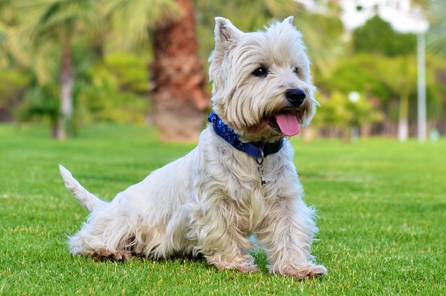 The 10 best dog breeds for small yards