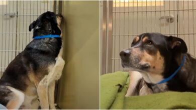 Shelter Dog believes that his owner's abandonment is entirely his fault