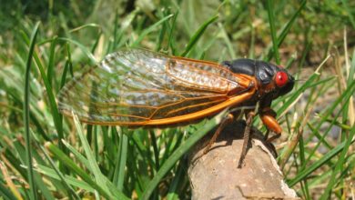 Cicadas are about to damage your car, here's what you should do to prepare for it