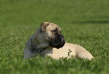 7 Crazy Things That Are Completely Normal for Bullmastiff Dogs