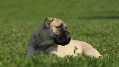 7 Crazy Things That Are Completely Normal for Bullmastiff Dogs
