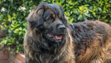 We count down these huge but incredibly sweet dogs