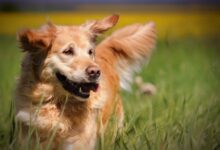 7 Crazy Things That Are Completely Normal for Golden Retrievers