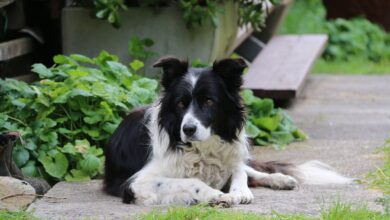 10 dog breeds excel in dock diving competitions