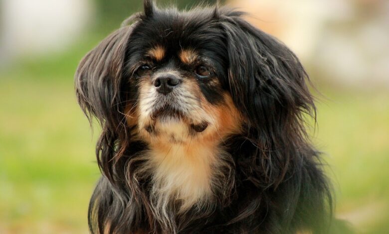 Which dog breed is the calmest?  We count down the 15 calmest dog breeds