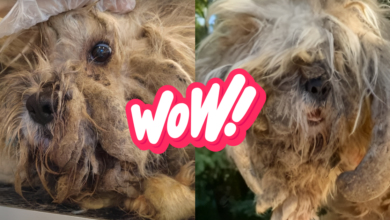 A dog groomer adopted a stray dog ​​and found the beauty beneath the fuzzy fur