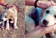Traveling couple found puppy on mountain 'covered' in blue spray paint