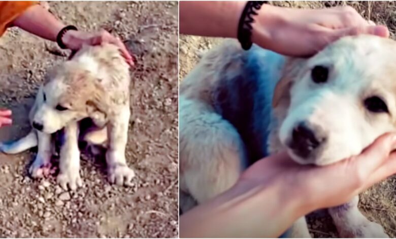 Traveling couple found puppy on mountain 'covered' in blue spray paint