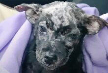 Man put his 'blistering' puppy in a box and placed it in front of the shelter's door