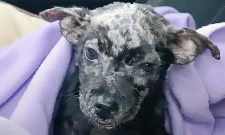 Man put his 'blistering' puppy in a box and placed it in front of the shelter's door